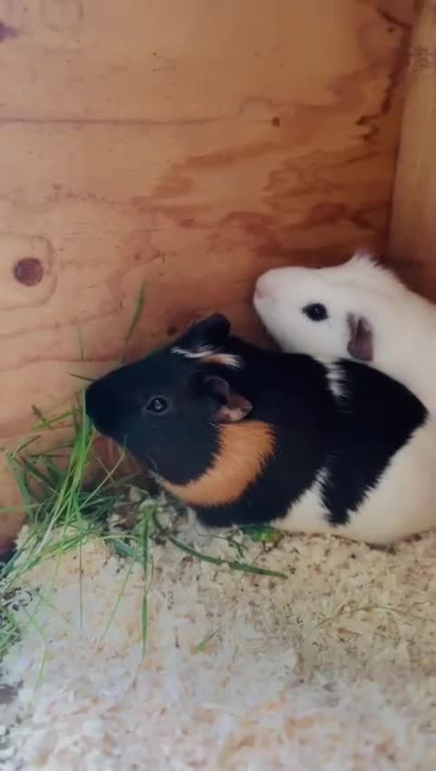 Guinea Pig rodents for sale: Cute Guinea Pigs Ready To Rehome ❤️ - Video 1
