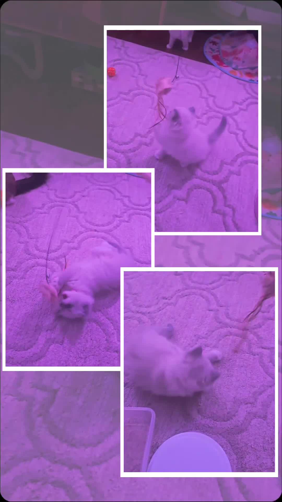 Ragdoll cats for sale: ✨ Purrfectly Plush Paws: GCCF Registered Ragdolls✨ - Video 1