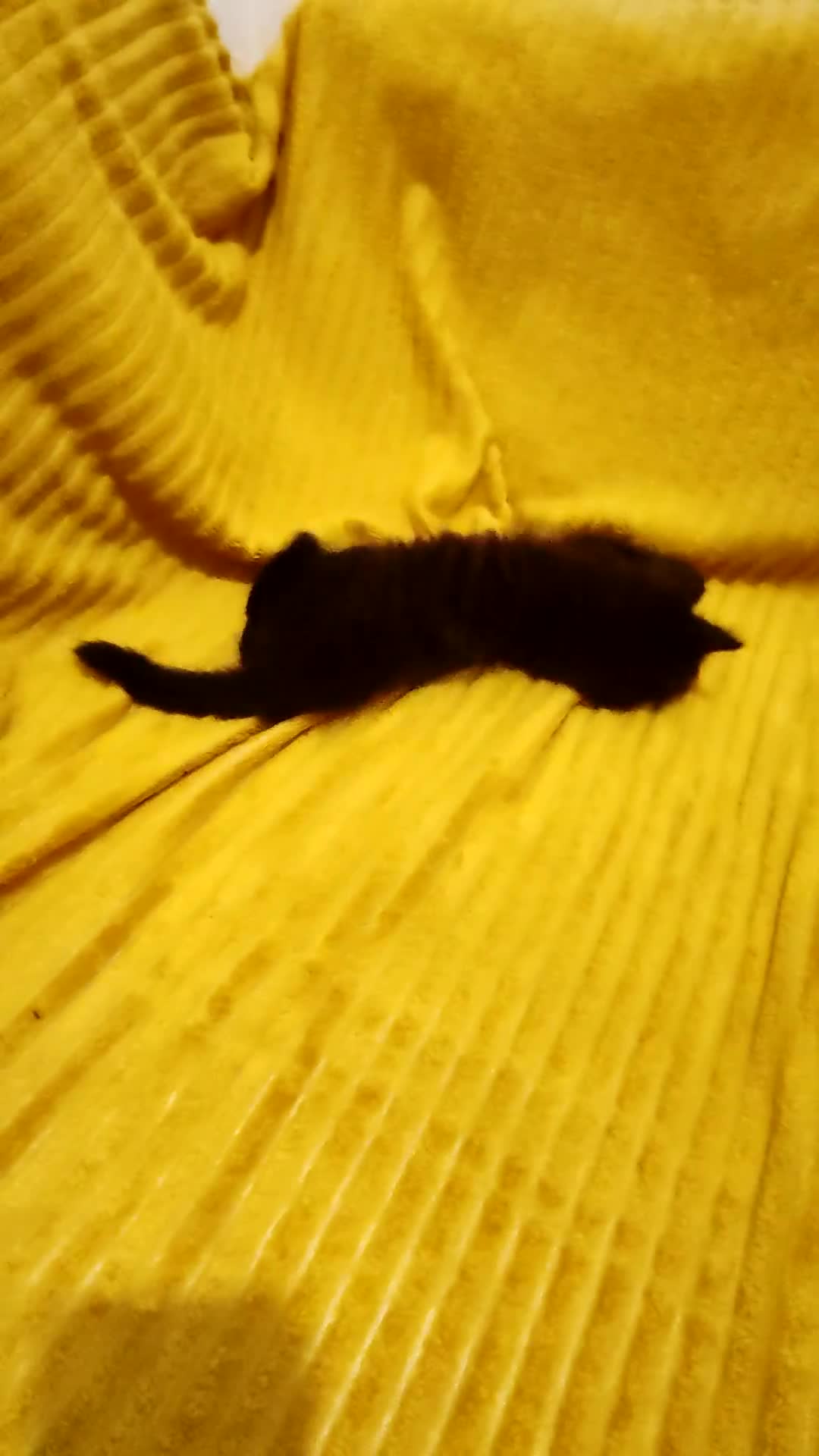 Mixed Breed cats for sale: Half Maine Coon kittens VIDEOS - Video 3