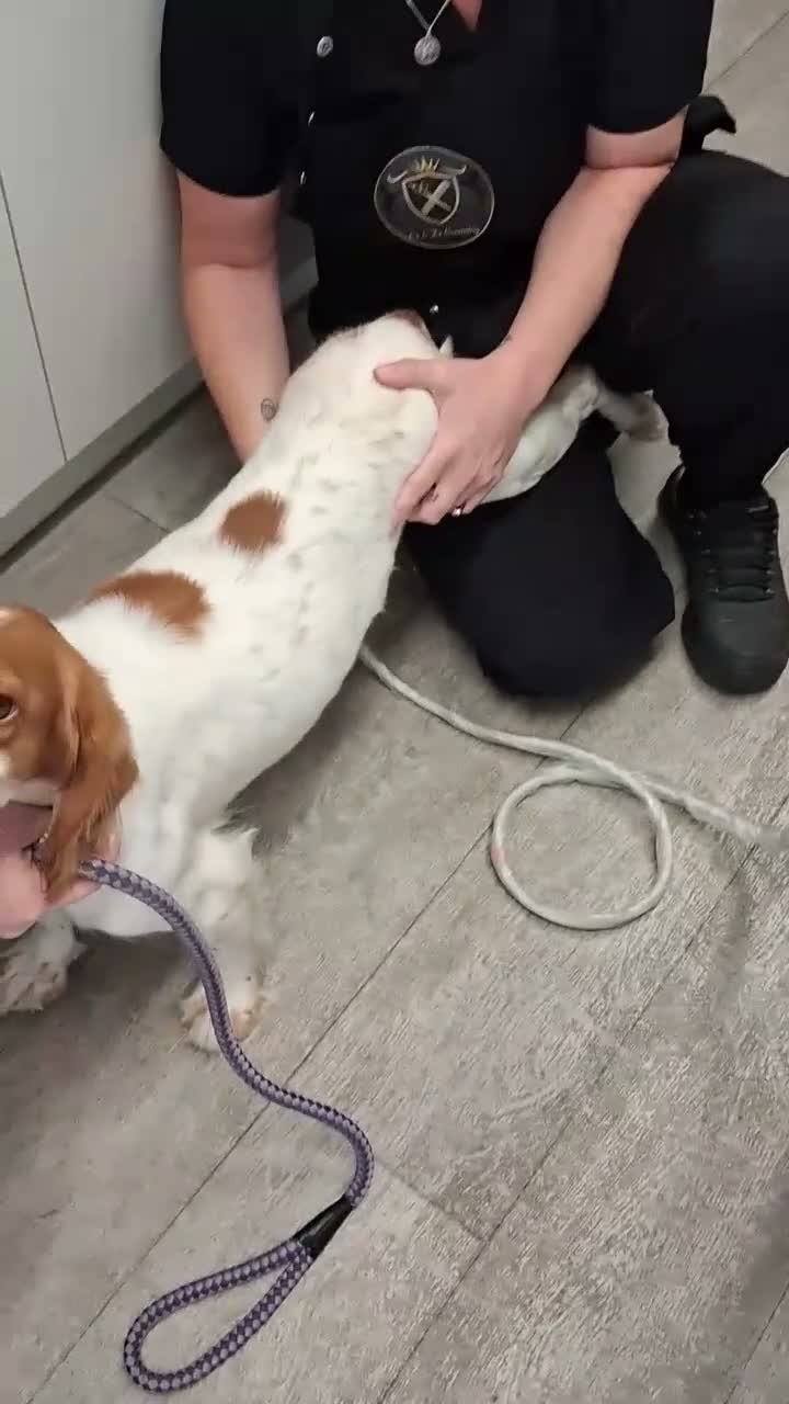 Cocker Spaniel dogs for sale: Join Willow's waiting list. working cocker spaniel - Video 1