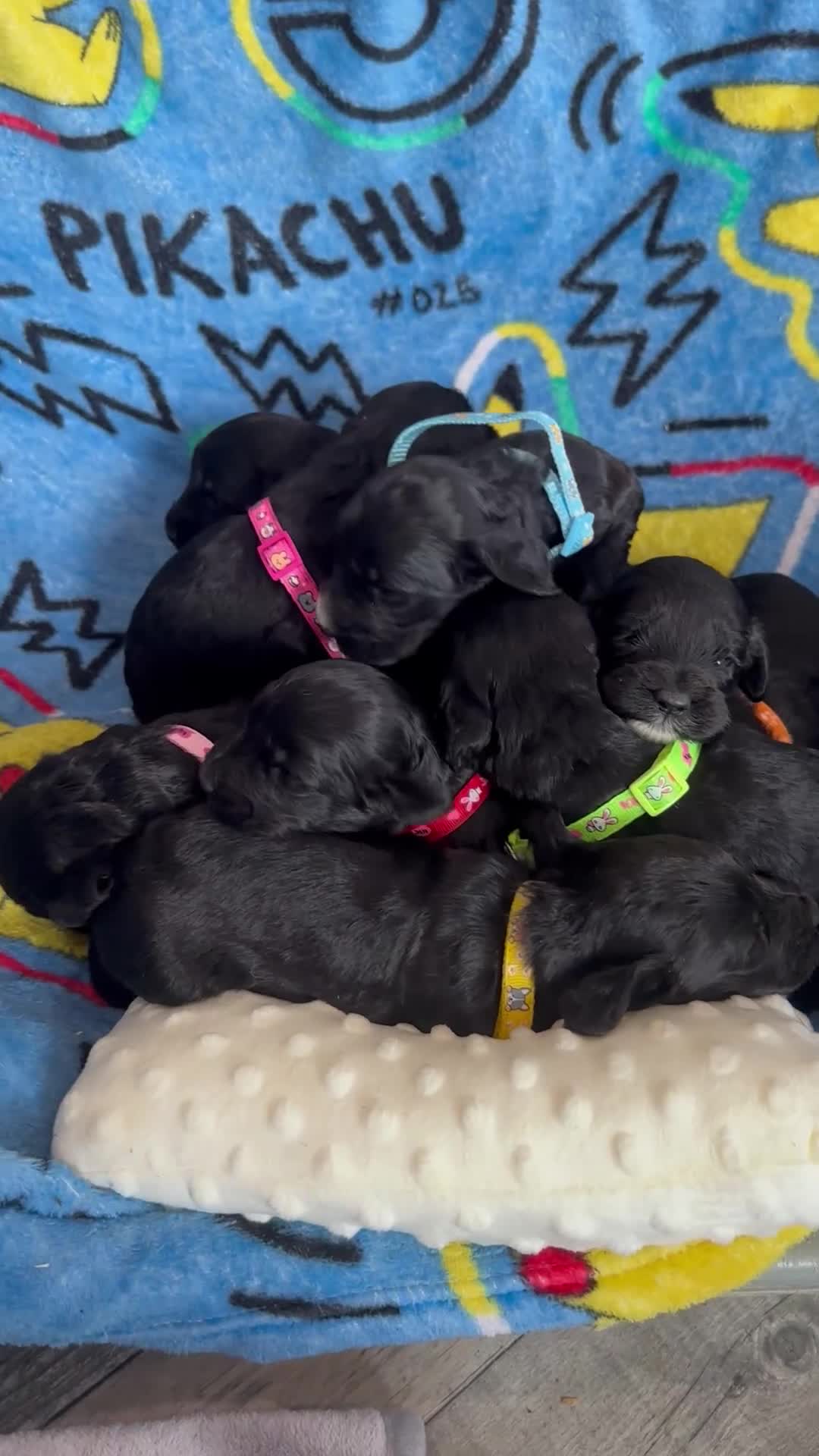 Cockapoo dogs for sale: Stunning cockapoo ready 21 December  - Video 1