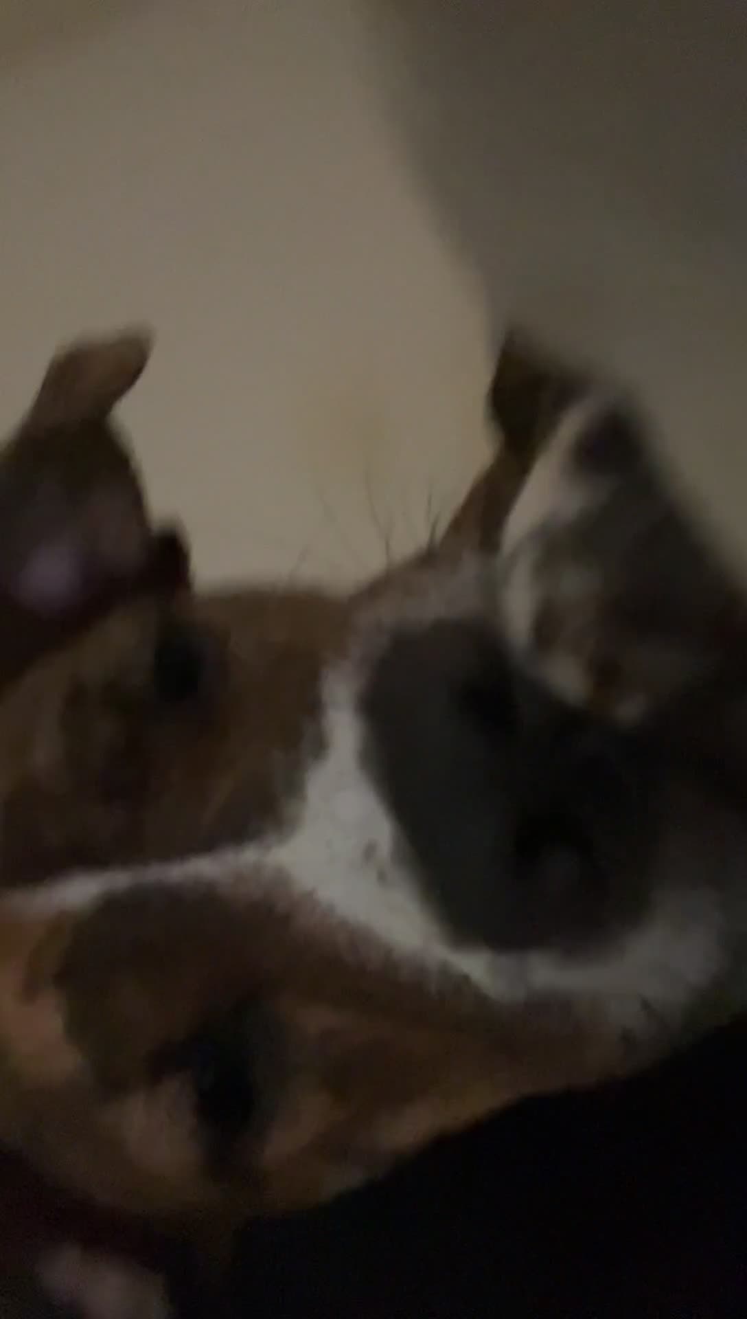 Mixed Breed dogs for sale: Staffy puppy - Video 4
