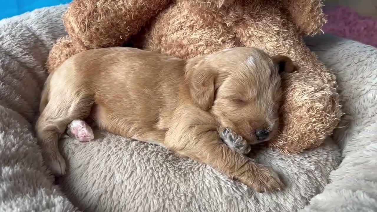 Mixed Breed dogs for sale: Aussie Labradoodle Puppies arrived 28/08/26 - Video 1
