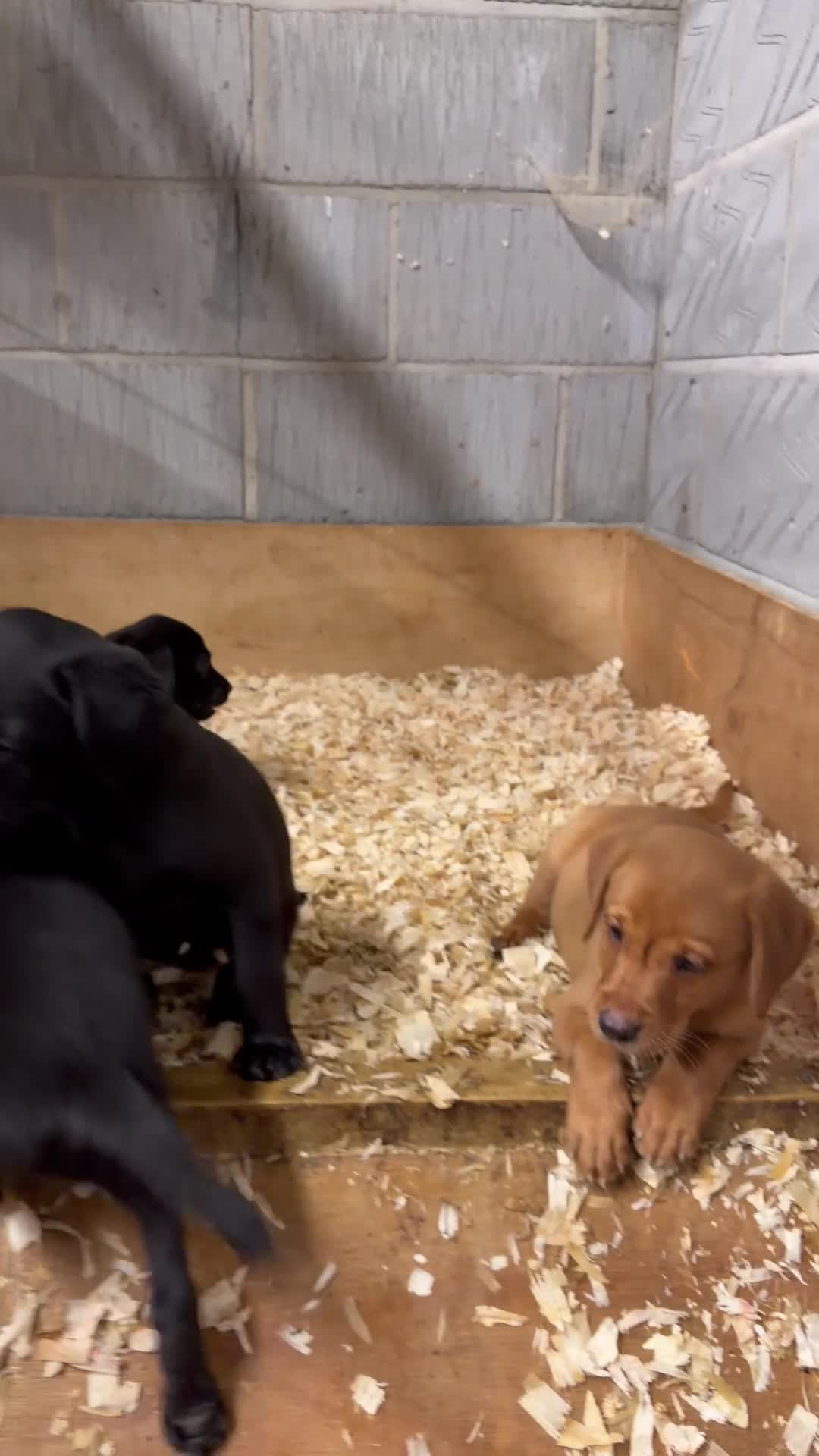 Labrador Retriever dogs for sale: Working Labrador Puppies - Video 3