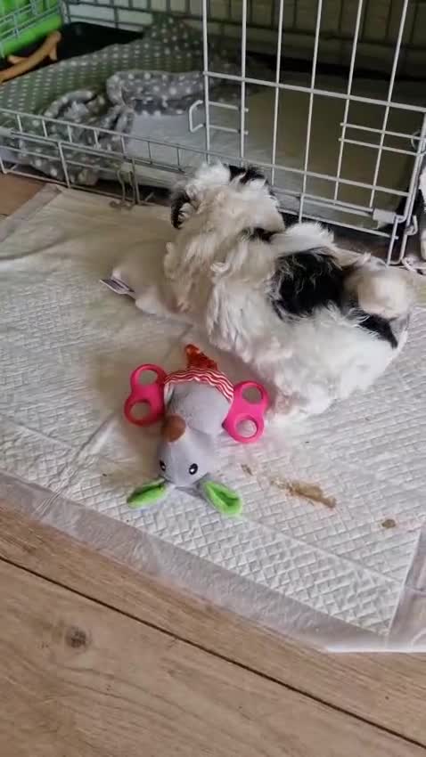 Mixed Breed dogs for sale: 5 week old girl shorkiepoo  - Video 1