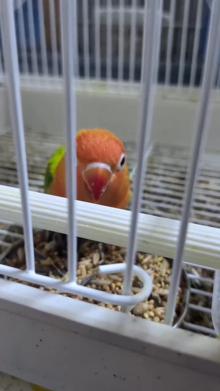 Lovebirds birds for sale: All Colour Love Birds - Video 3