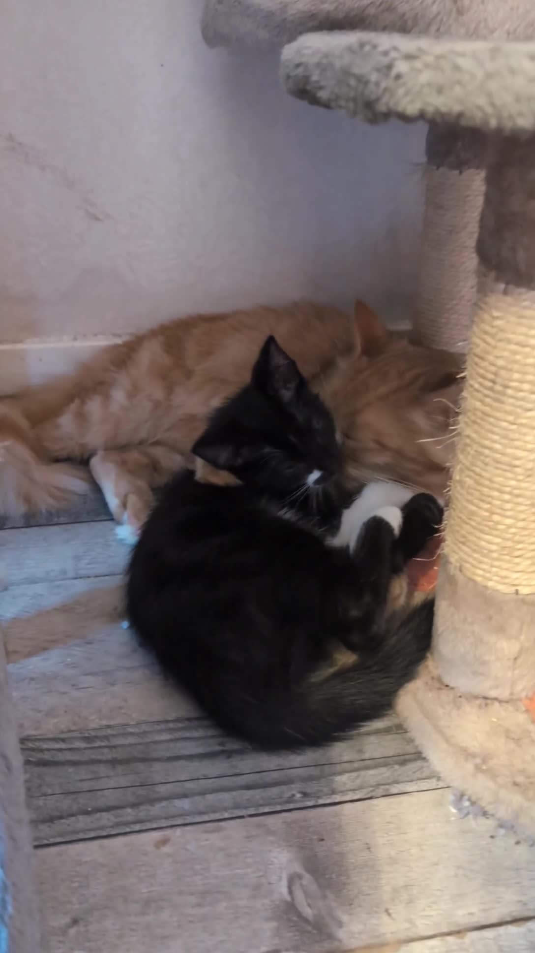 Oriental cats for sale: Mixed Oriental kittens ready for their new home  - Video 2