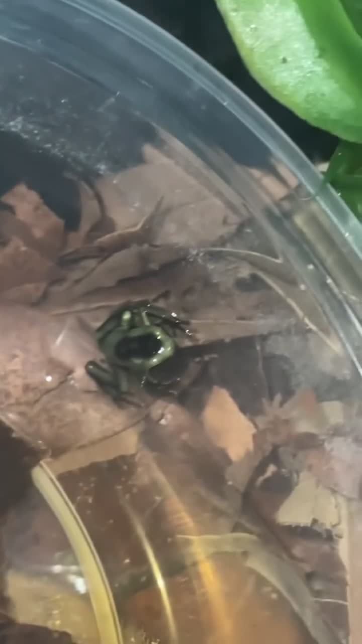 Frog reptiles for sale:  Dendrobates auratus - Video 1