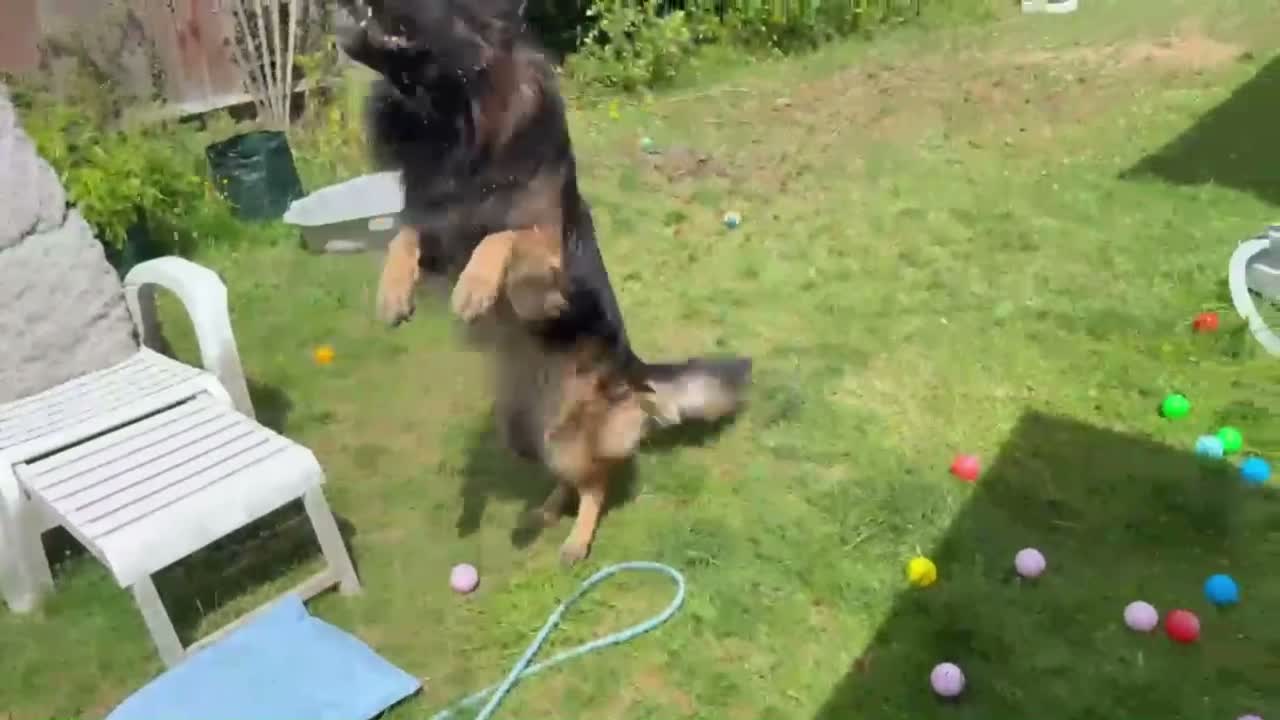 German Shepherd dogs for stud: Longhair German Shepparf for stud in Baldock - Video 1