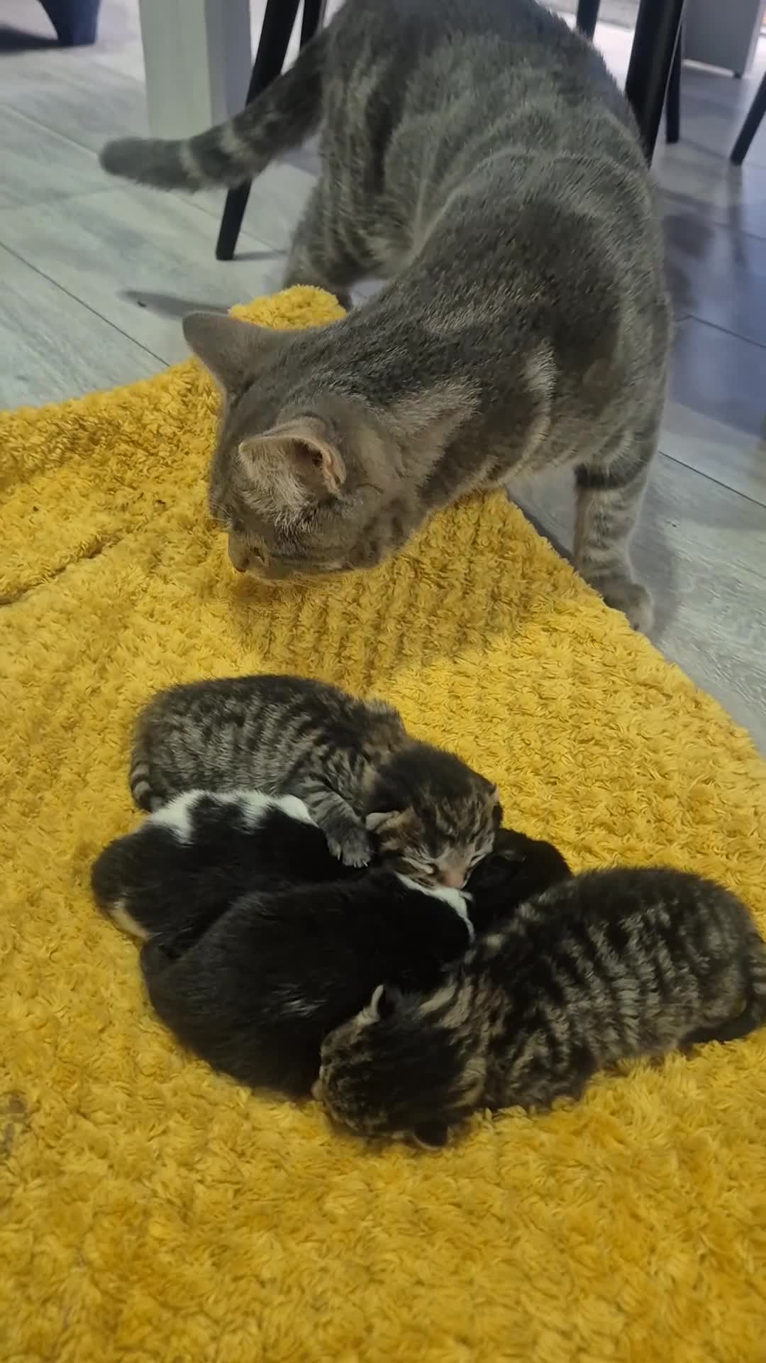 Mixed Breed cats for sale: mixed breed kittens - Video 1