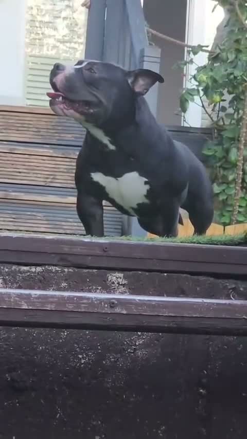 American Bully dogs for sale: Female American Bully pocket for sale - Video 2