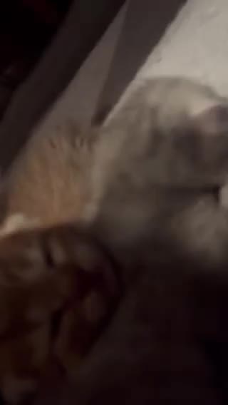 British Shorthair cats for sale: BHS x kittens - Video 2
