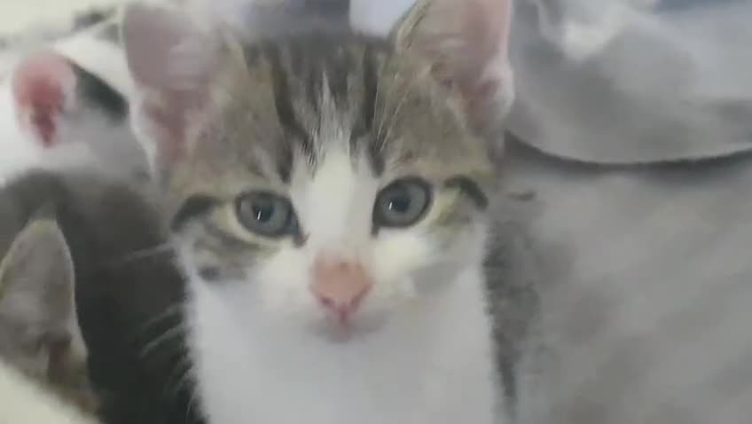 Mixed Breed cats for sale: Beautiful mixed breed kittens - Video 1