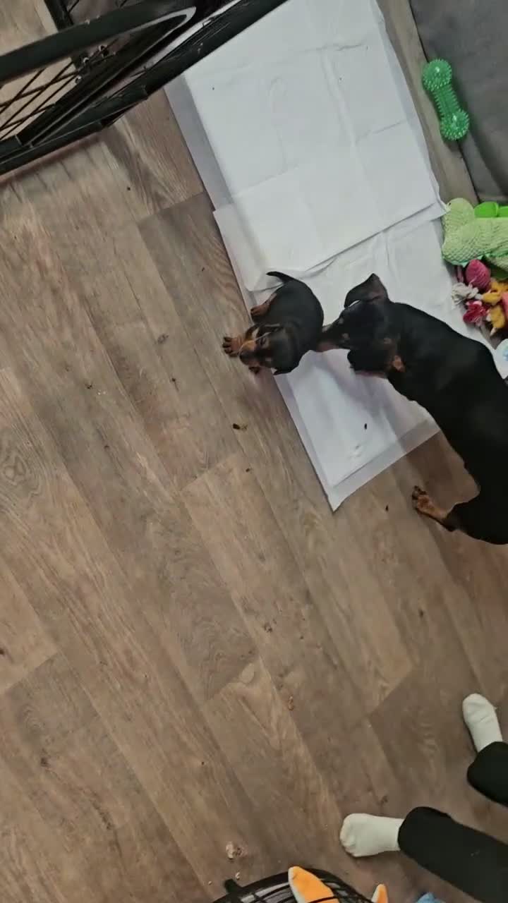 Miniature Dachshund dogs for sale: BEAUTIFUL MINIATURE DACHSHUND  - Video 4