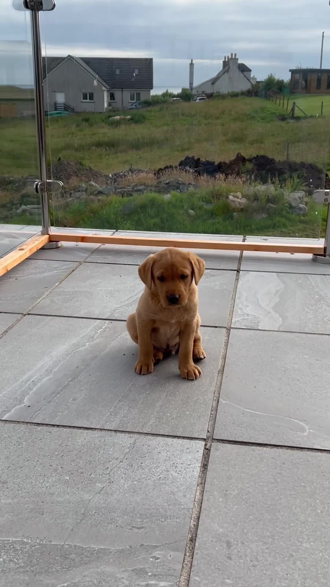 Labrador Retriever dogs for sale: Beautiful KC registered Labrador Pups - Video 4