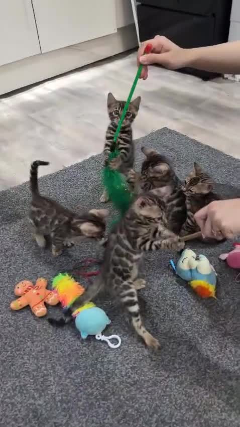 Bengal cats for sale: 🔥✨Pedigree TICA-Registered Bengals - Video 2