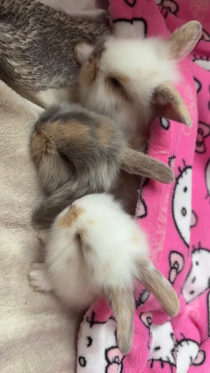 Netherland Dwarf rabbits for sale: Netherland Dwarf x Mini Lop baby bunnies - Video 1