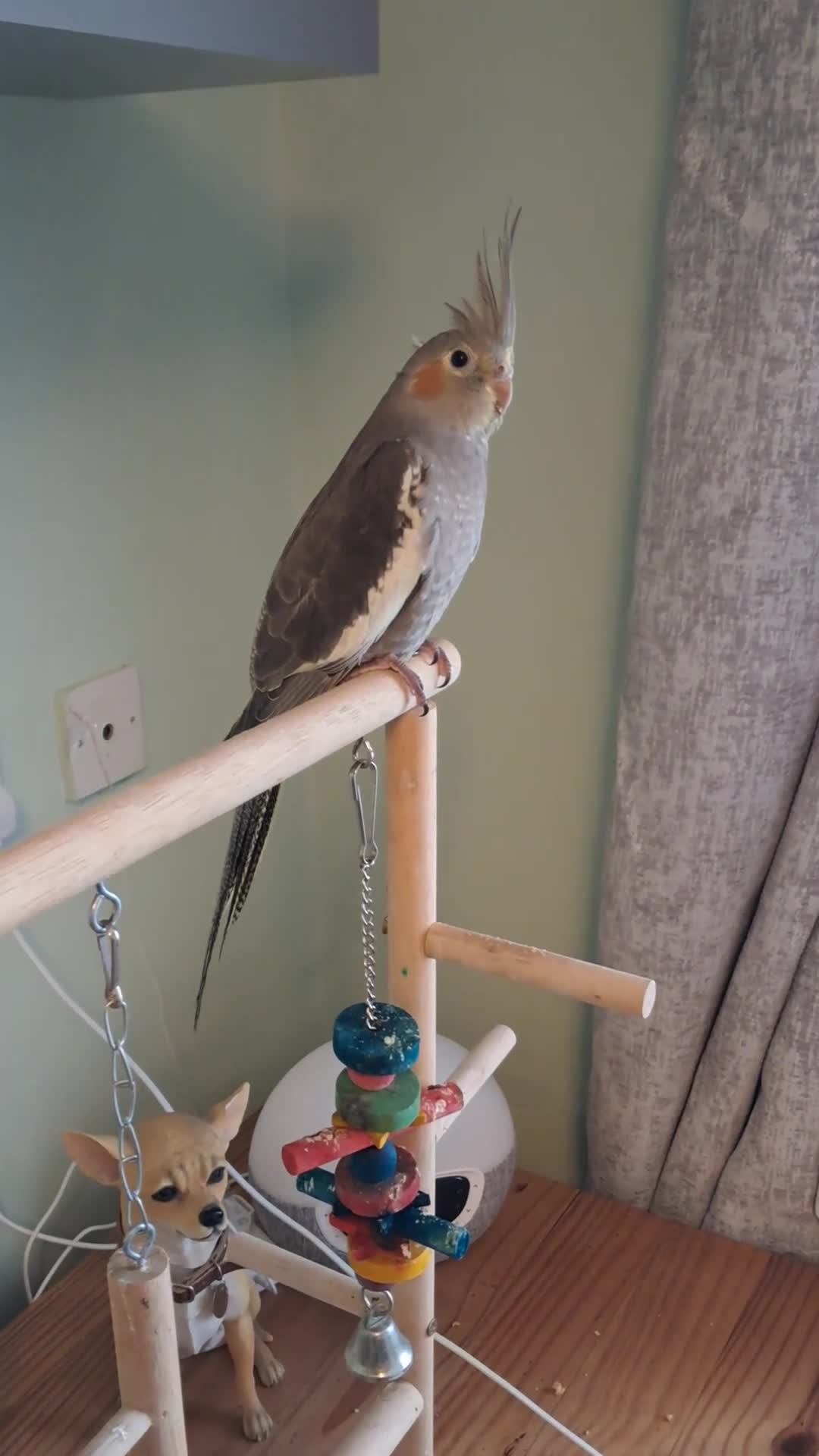 Cockatiels birds for sale: Hand reared baby cocktails very tame and ready  - Video 2