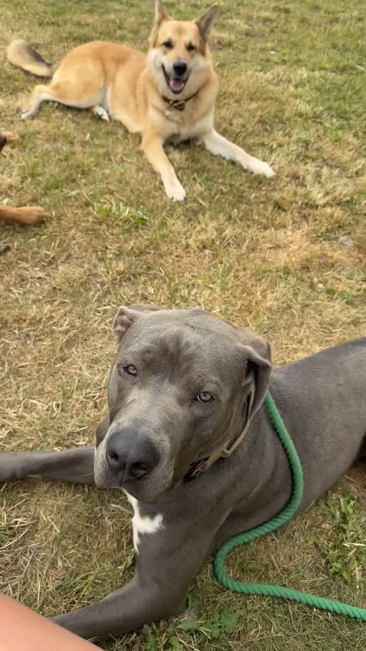 Mixed Breed dogs for sale: Mastiff/presa  - Video 1