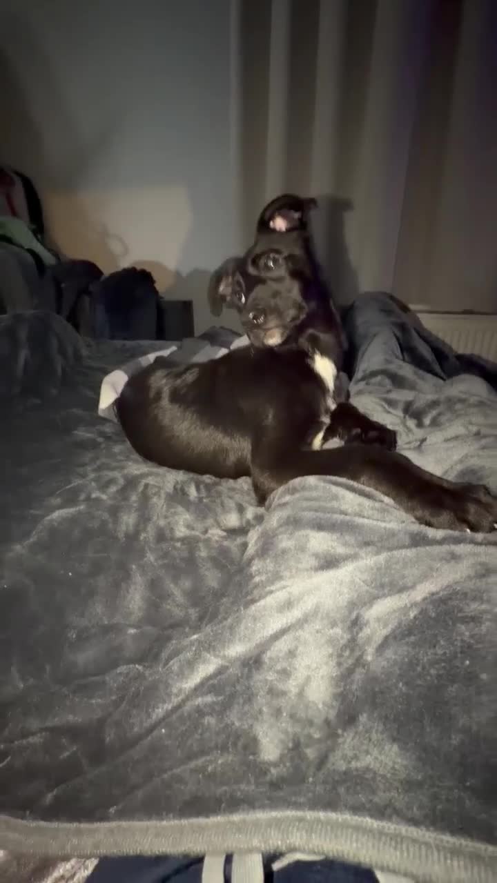 Mixed Breed dogs for sale: Jet & Zeus  - Video 1