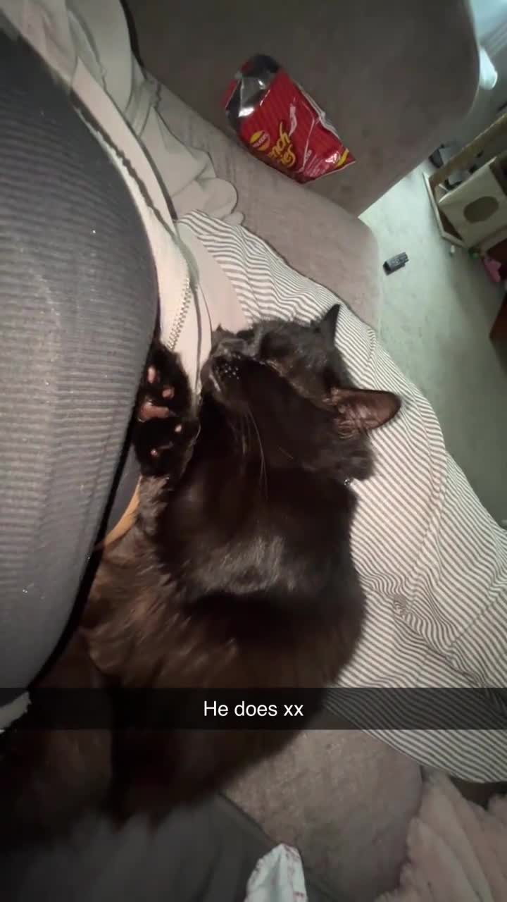 RagaMuffin cats for sale: Cat, Oreo - Video 1