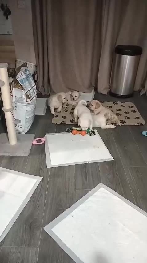 Golden Retriever dogs for sale: Golden retriever pups  - Video 1