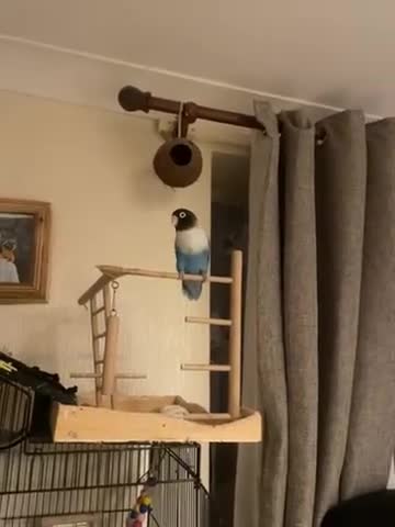 Lovebirds birds for sale: Gorgeous Lover Birds - Video 1