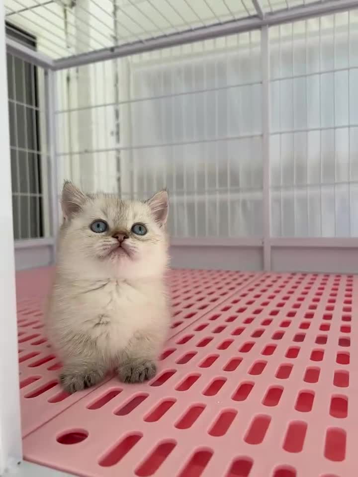 Napoleon cats for sale: Cute longhair long leg minuet - Video 3