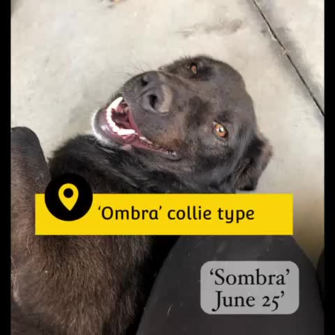 Mixed Breed dogs for adoption: Sombra, 1.5 yrs approx  Available for adoption  in Brixham - Video 1