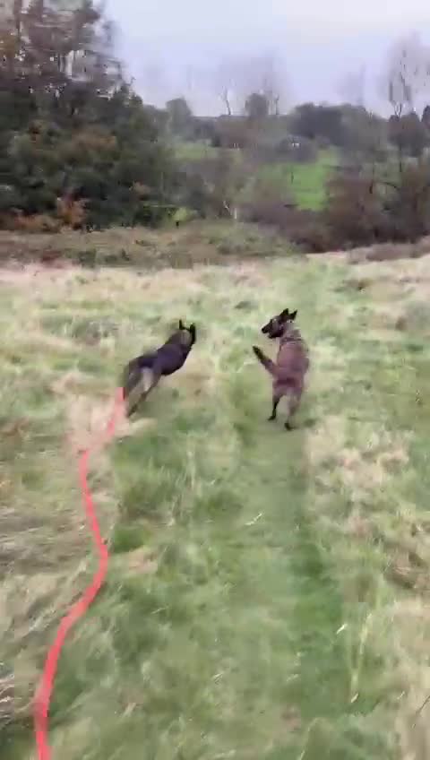 Belgian Shepherd Dog dogs for sale: Part Trained protection dog for sale - Video 3