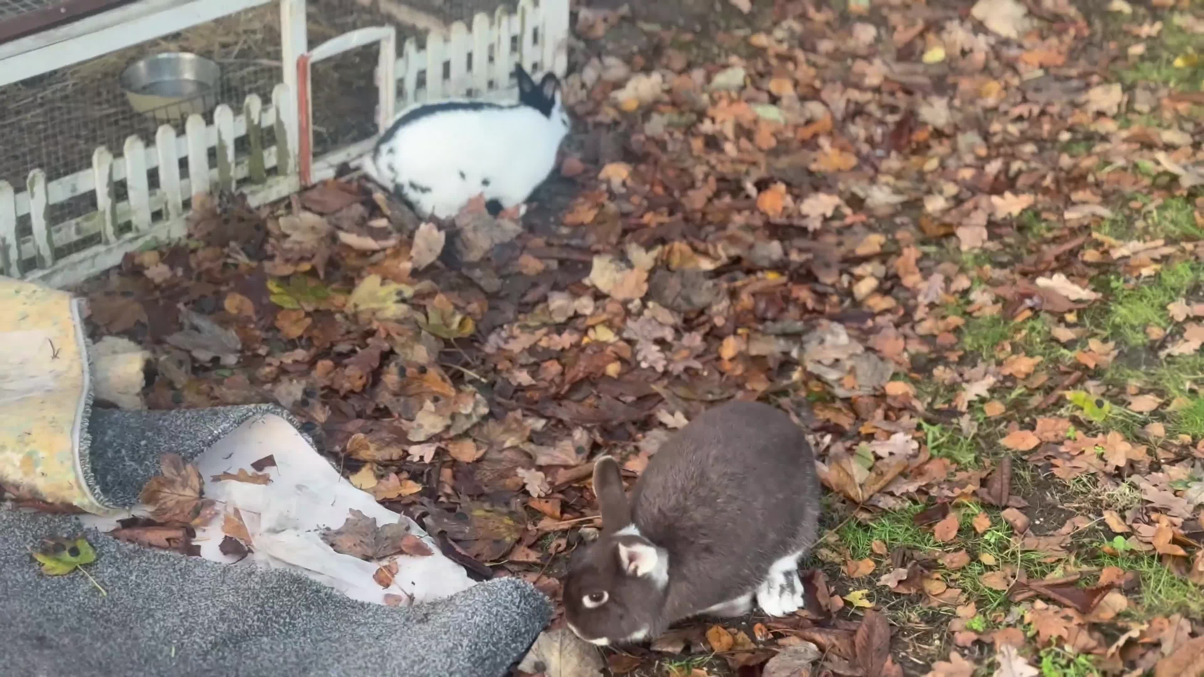 Mixed Breed rabbits for sale: Meet Mouse and Henri  - Video 1