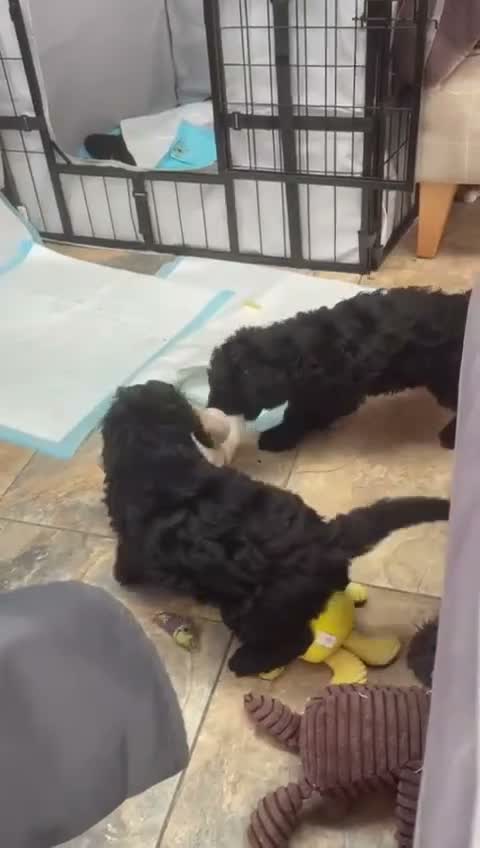 Miniature Poodle dogs for sale: Miniature Poodle puppies  in Clacton-on-Sea - Video 1