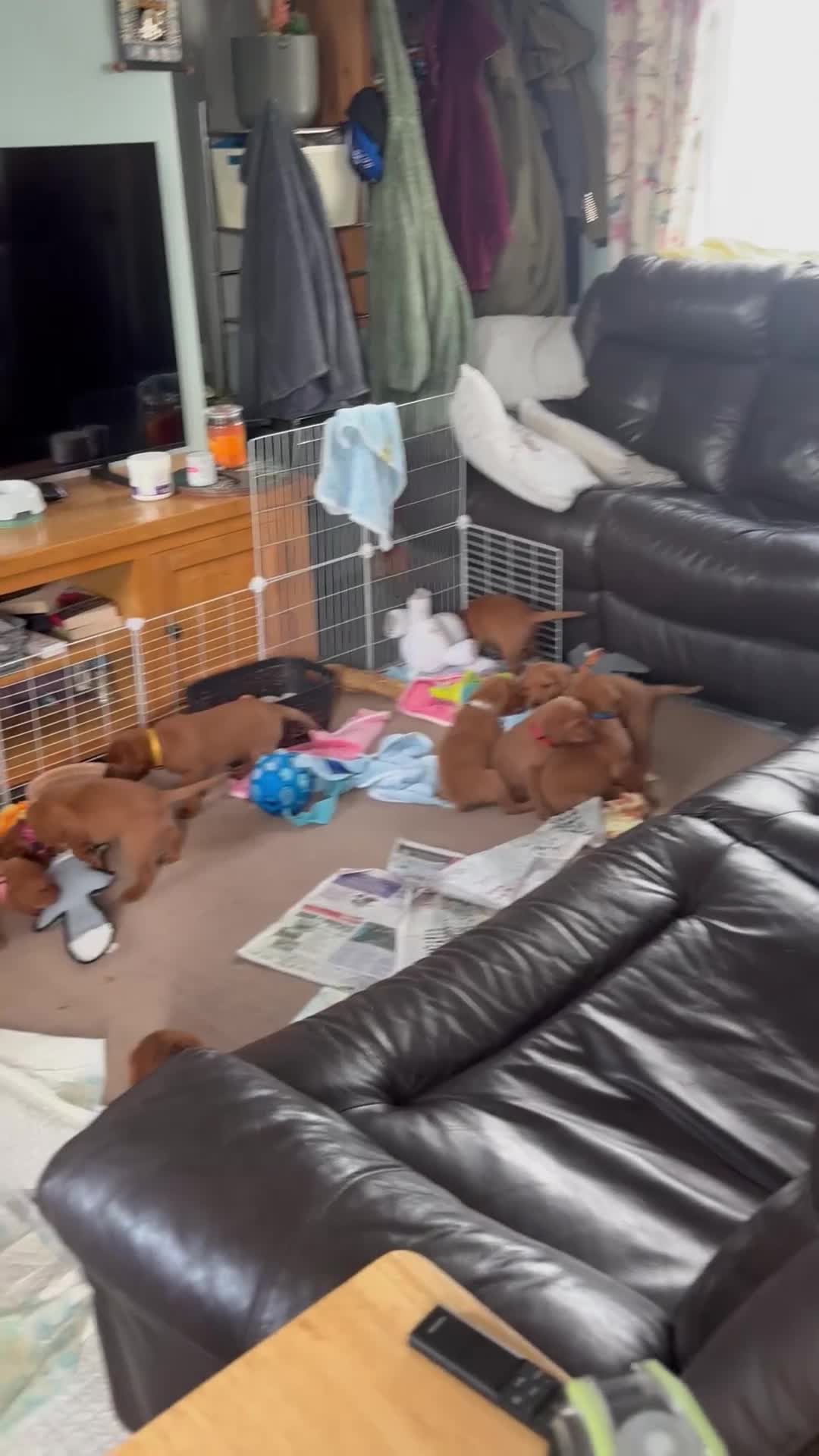 Labrador Retriever dogs for sale: Banksidereds Red Fox Labradors - KC registered  in Spalding - Video 1