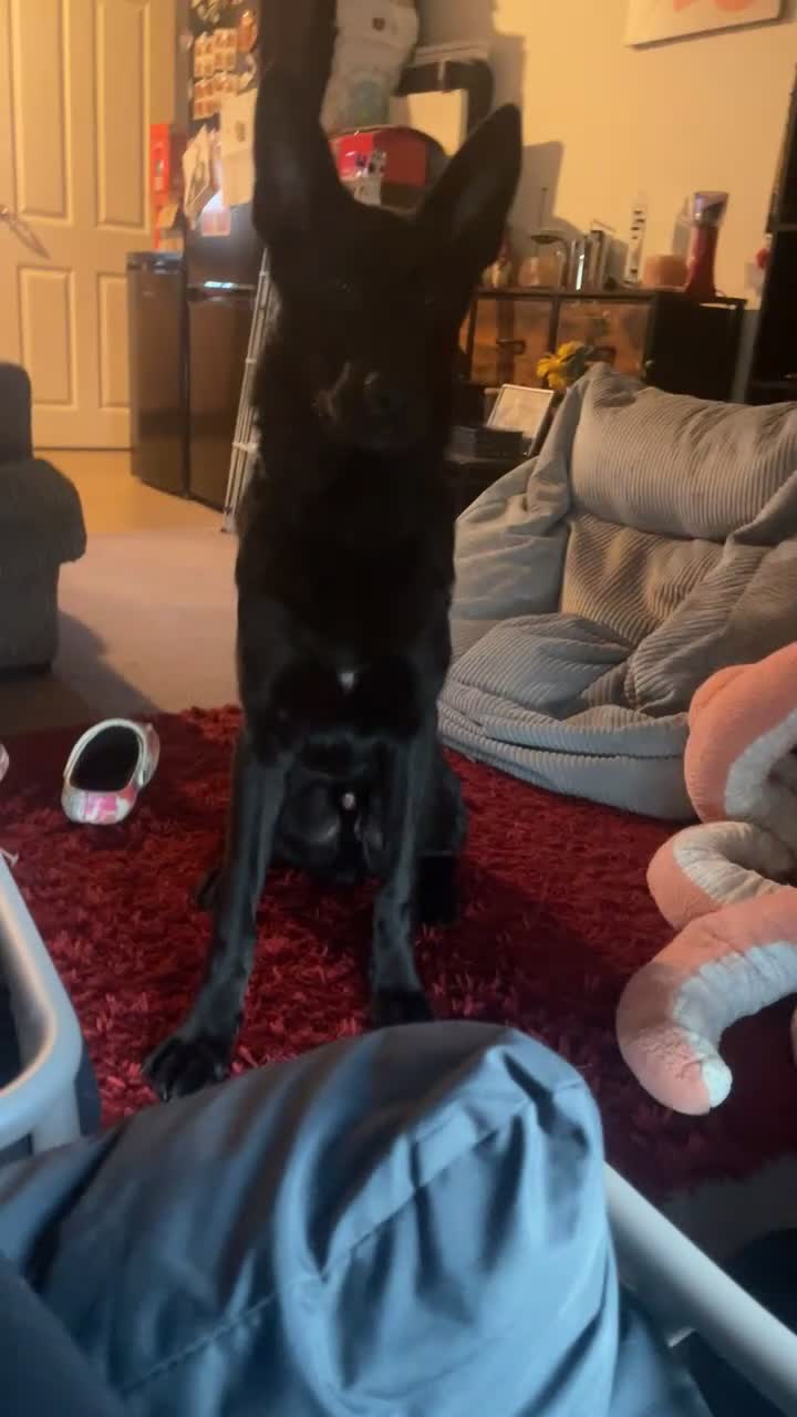 German Shepherd dogs for sale: german shepherd for sale NEED GONE IMMEDIATELY  - Video 1