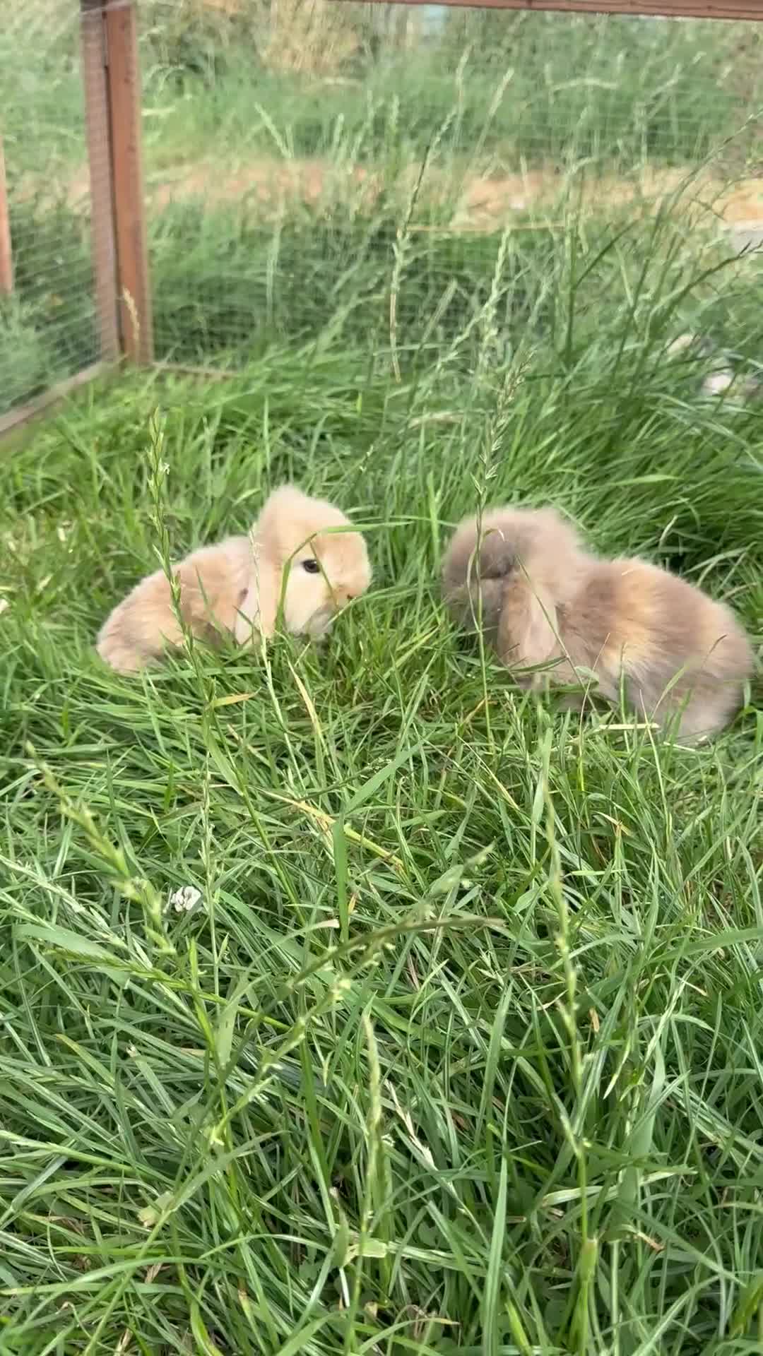 Mixed Breed rabbits for sale: Baby bunnies  in Boston - Video 1