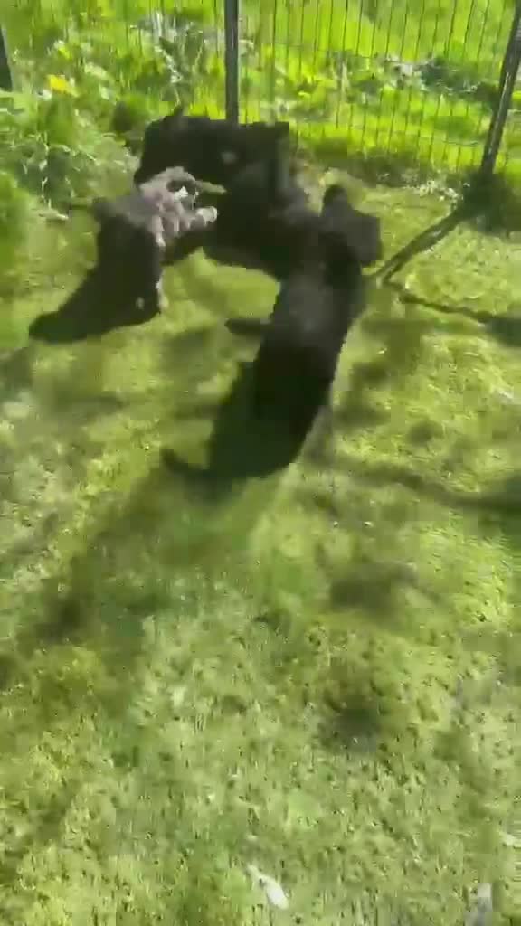 Cavapoo dogs for sale: F1b cavapoos - Video 1