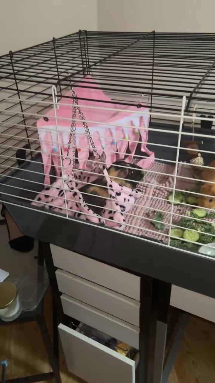 Mixed Breed rabbits for sale: 2 friendly guinea pigs for sale  in Thurso - Video 3