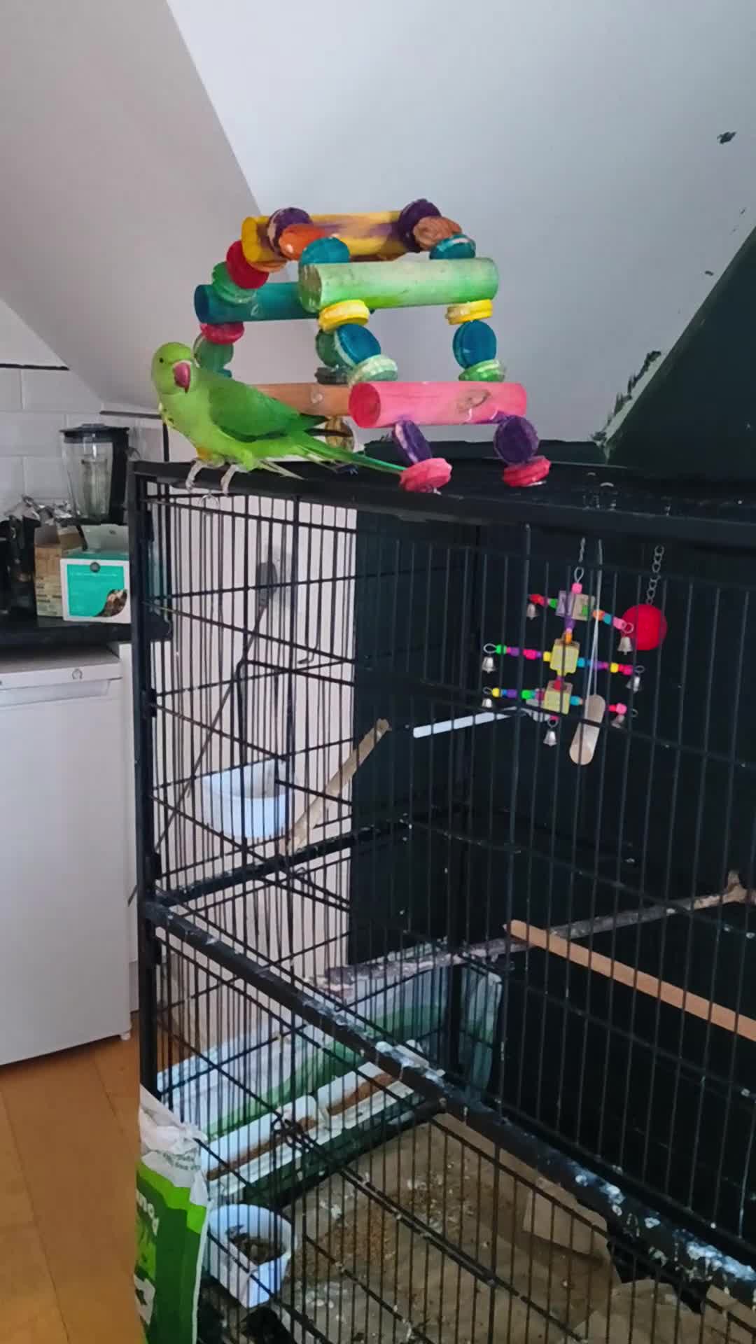 Ringnecks birds for sale: Scooby  - Video 1