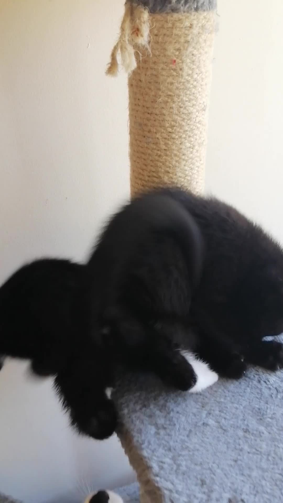 Mixed Breed cats for sale: Kittens  - Video 4