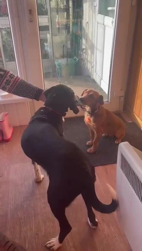 Mixed Breed dogs for adoption: NORA FOR ADOPTION IN CORNWALL/DEVON - Video 5