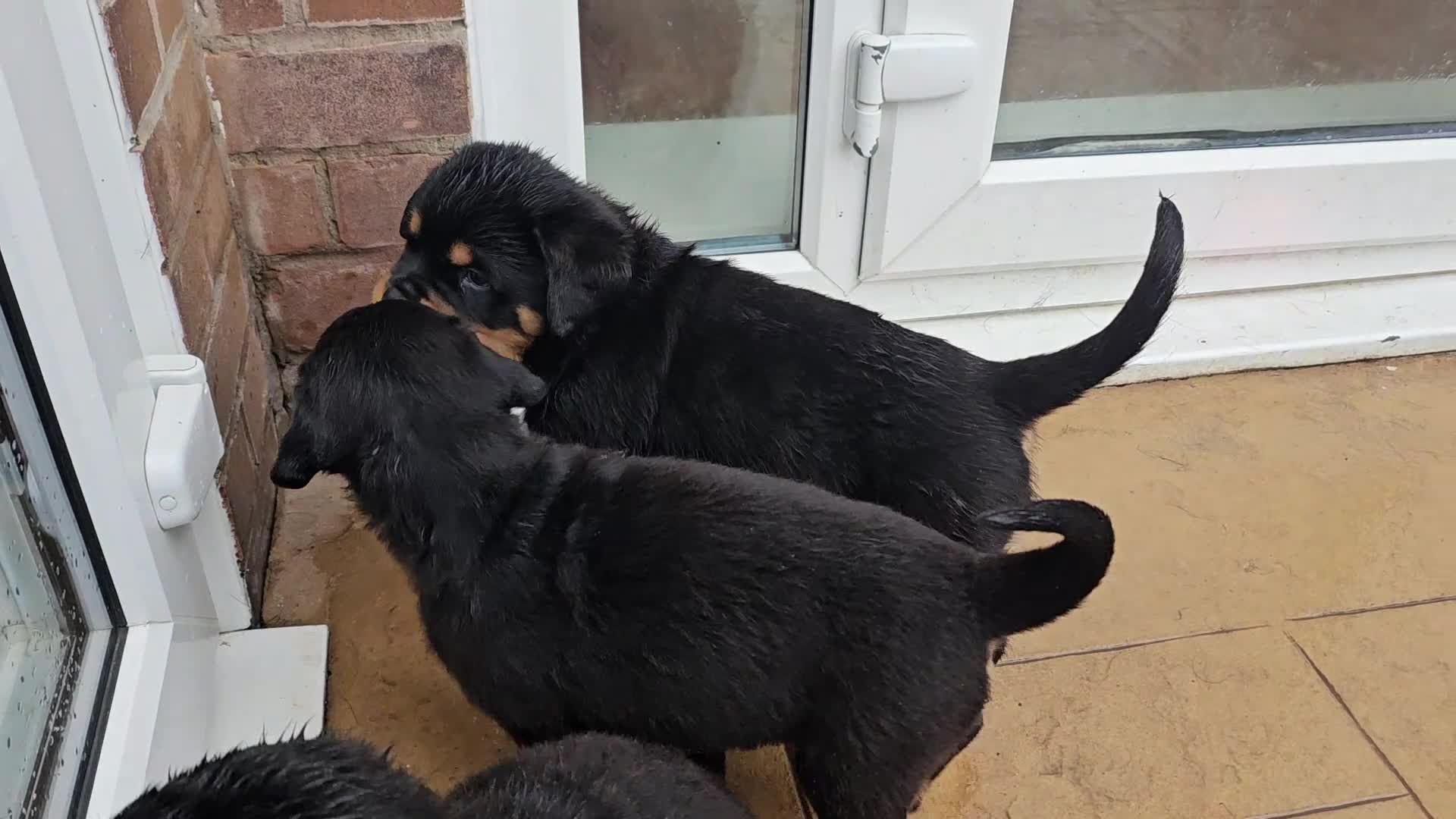 Rottweiler dogs for sale: Suberbly Bred KC Registered Rottweiler Puppies  - Video 3