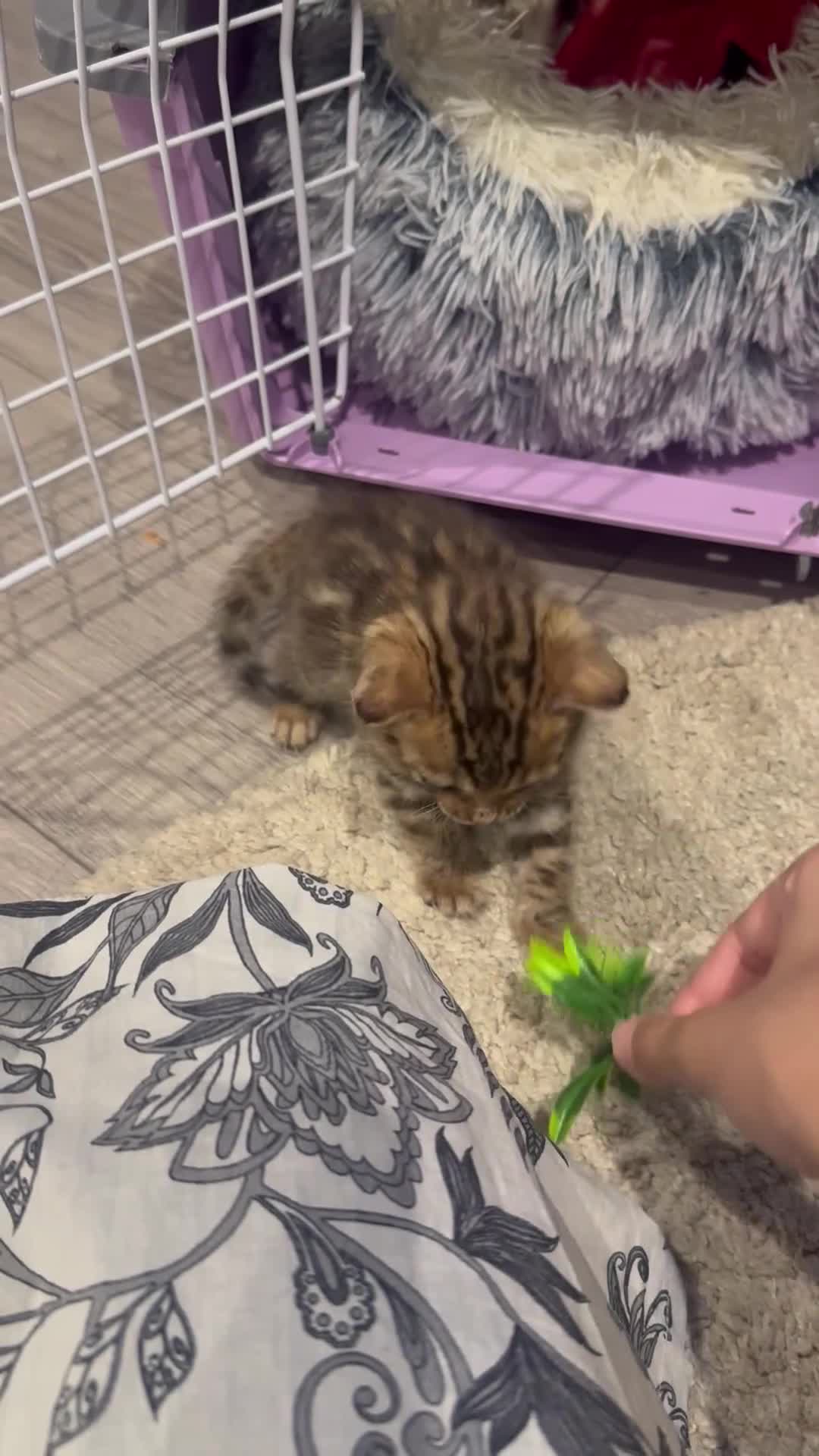 Bengal cats for sale: 💕Rosetted bengal kittens 💕 - Video 1