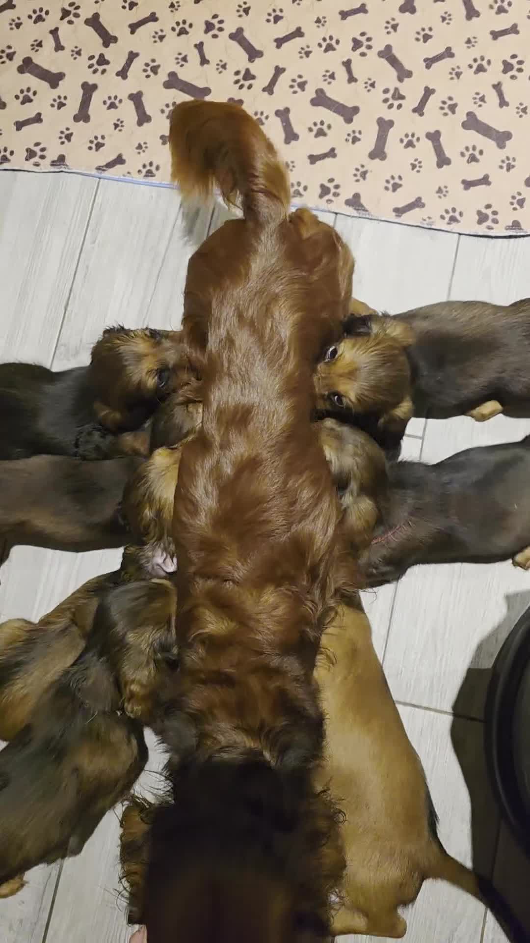 Dachshund dogs for sale: Red long-haired standard dachshund puppies - Video 2