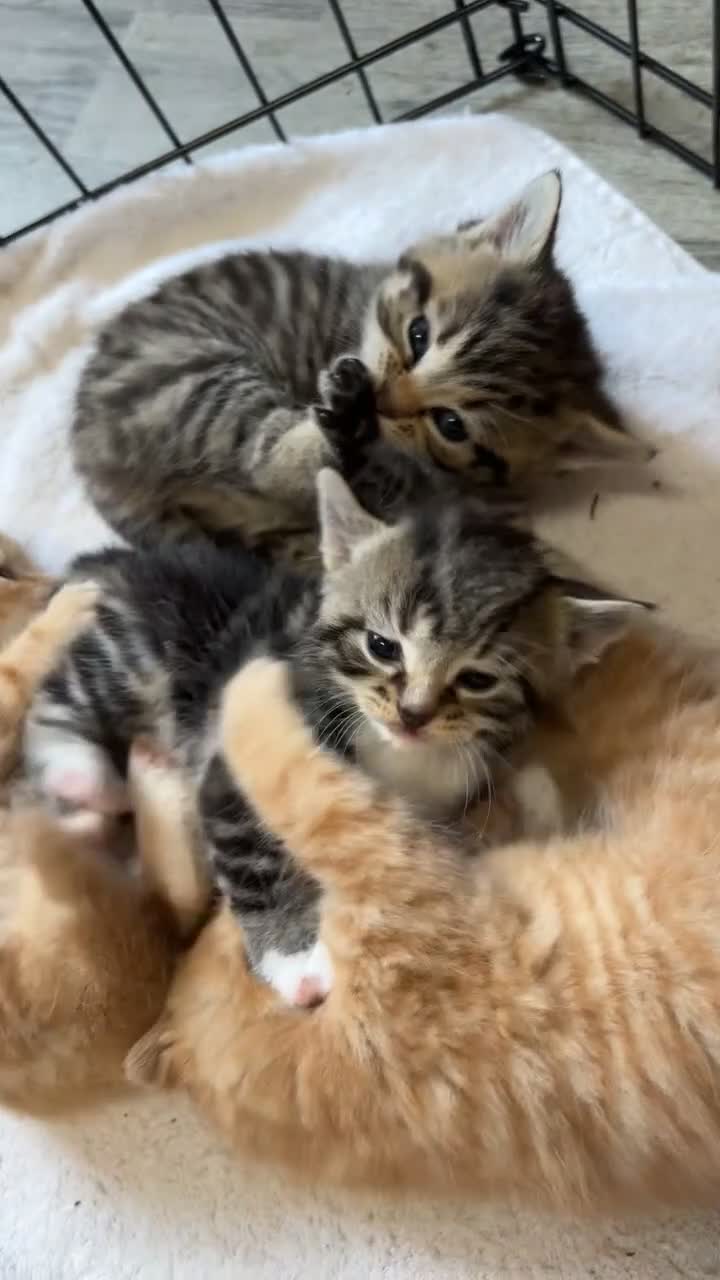 Bengal cats for sale: BENGAL KITTENS - Video 1