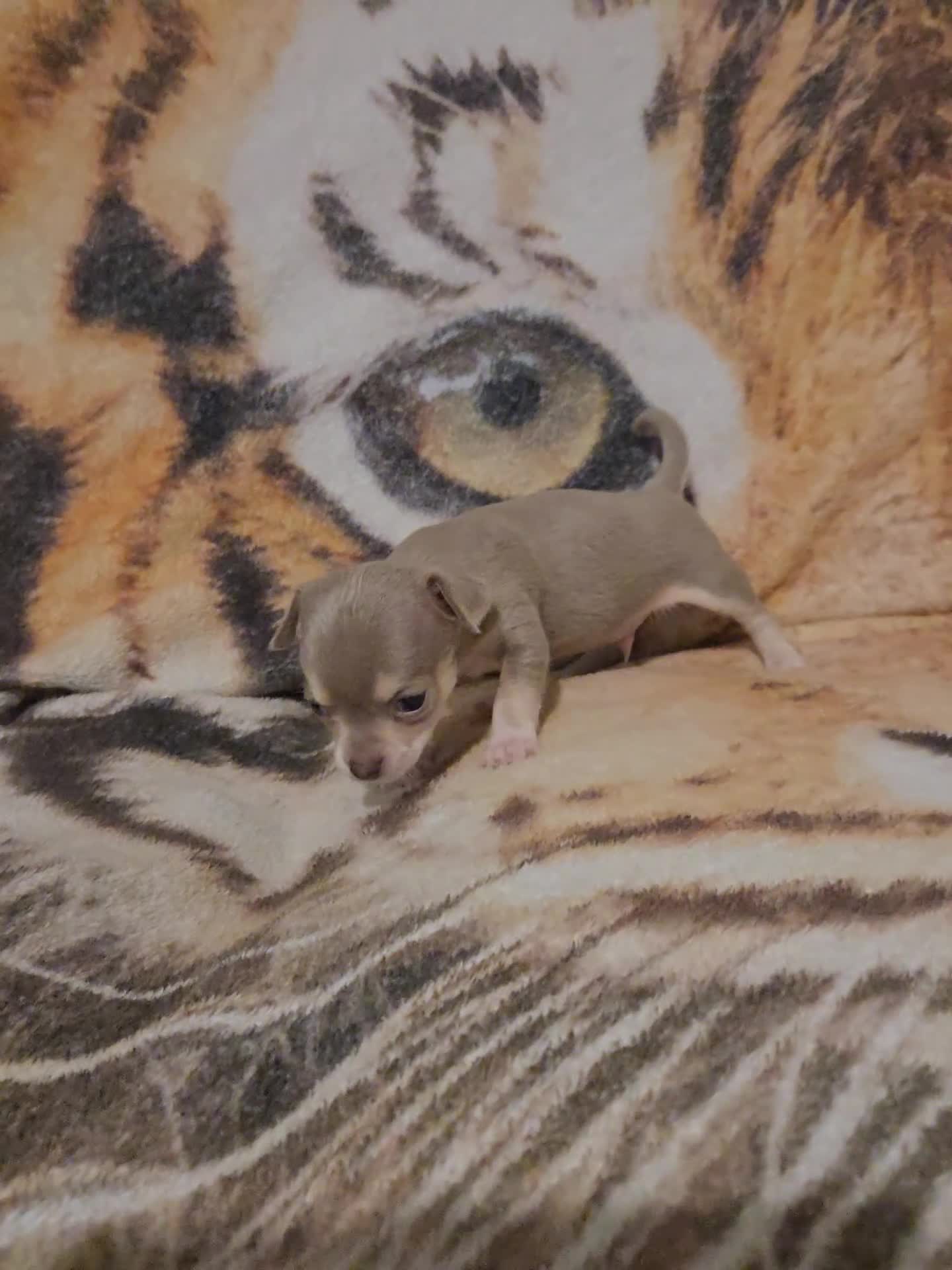 Chihuahua dogs for sale: Cute Chihuahua Crew Looking 4 Their 4ever Humans  in Hounslow - Video 4