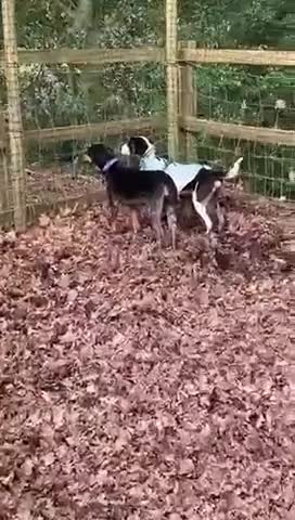 Mixed Breed dogs for adoption:  Hardy A Young Prince Hoping for His Forever Home in East Grinstead - Video 1