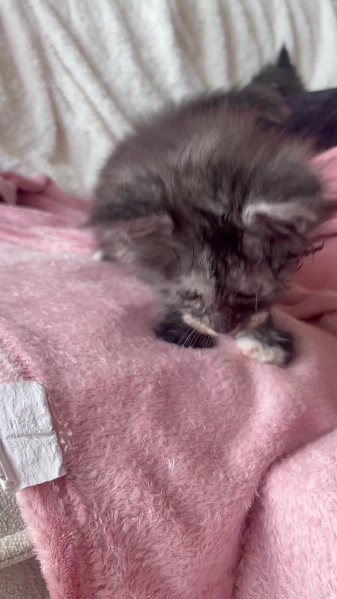 Maine Coon cats for sale: Stunning,ACTIVE,TICA Registered,MaineCoon Kittens - Video 2