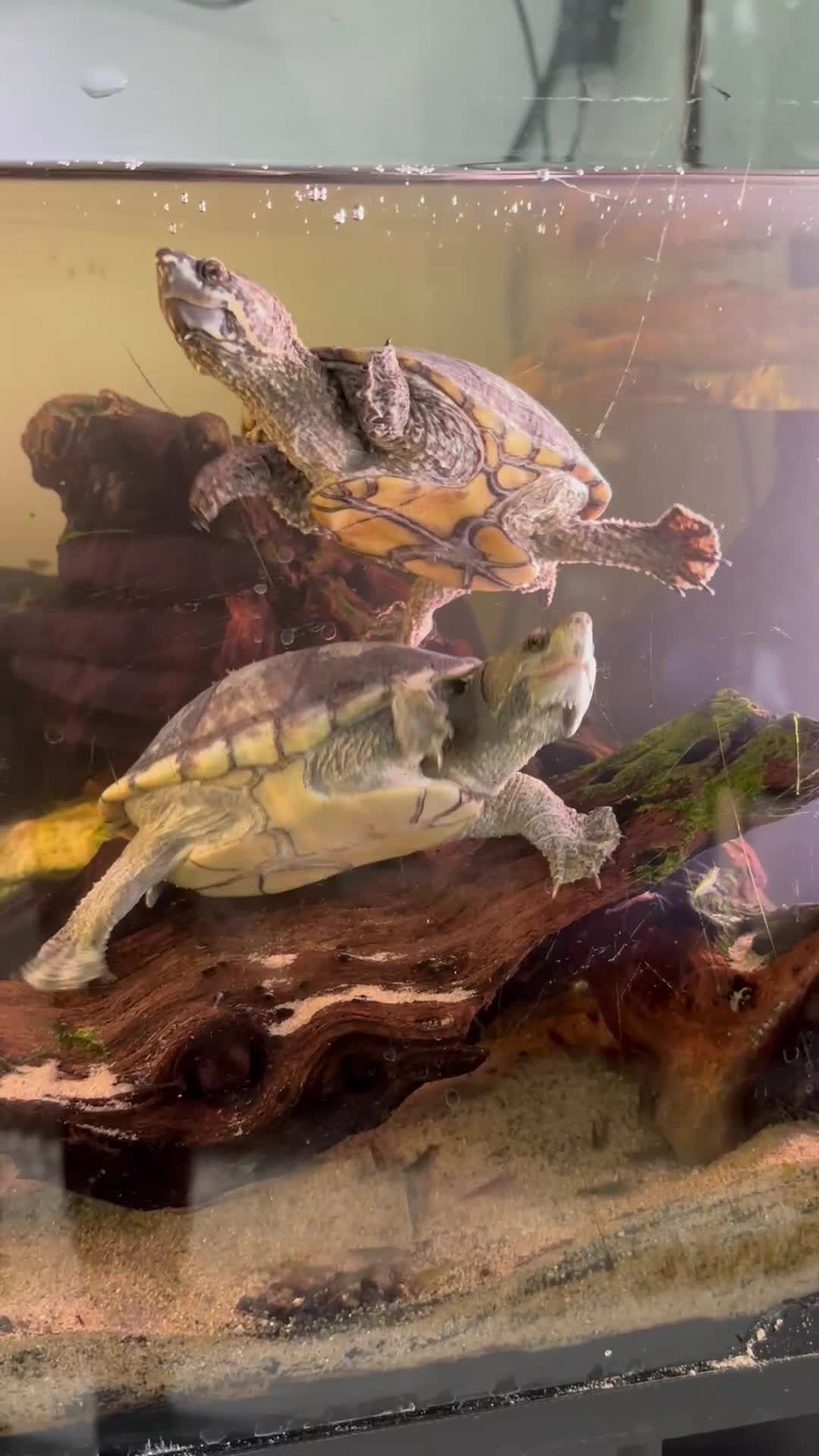 Turtle reptiles for sale: Two Musk Turtles with tank, set, up and spares  - Video 1