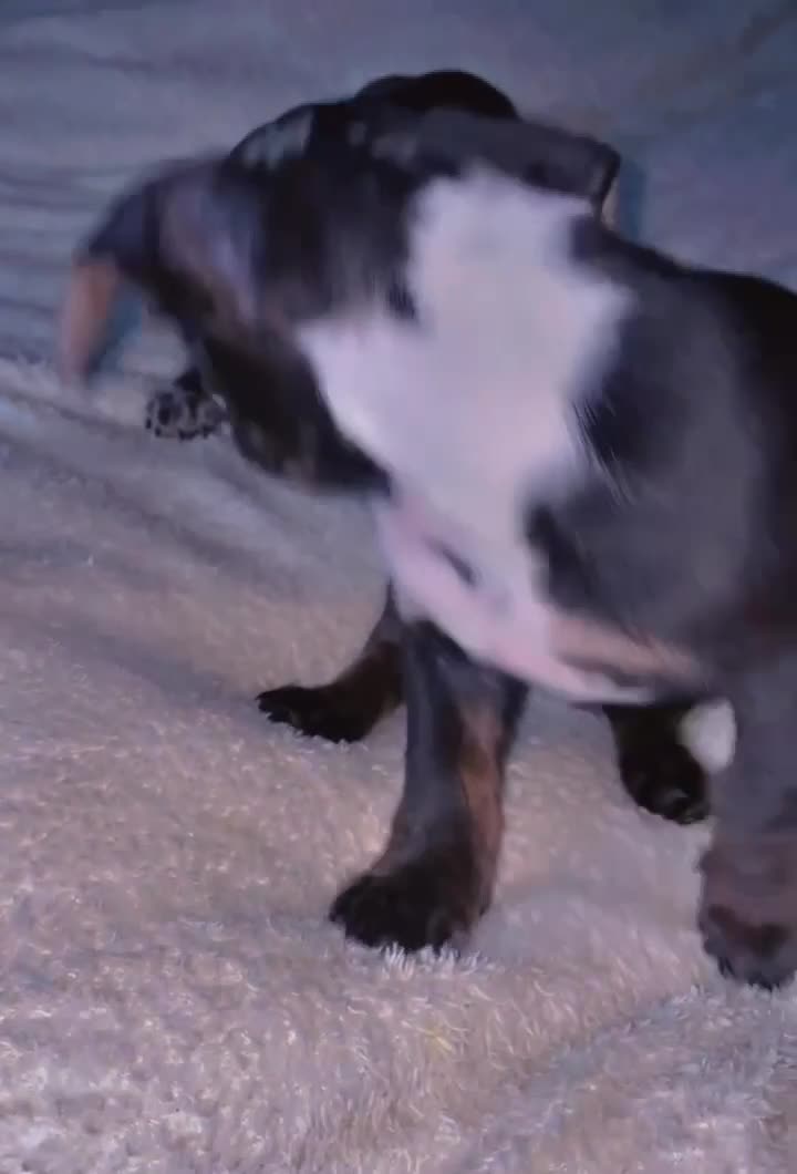 Mixed Breed dogs for sale: Frenchie/ dashund  - Video 3