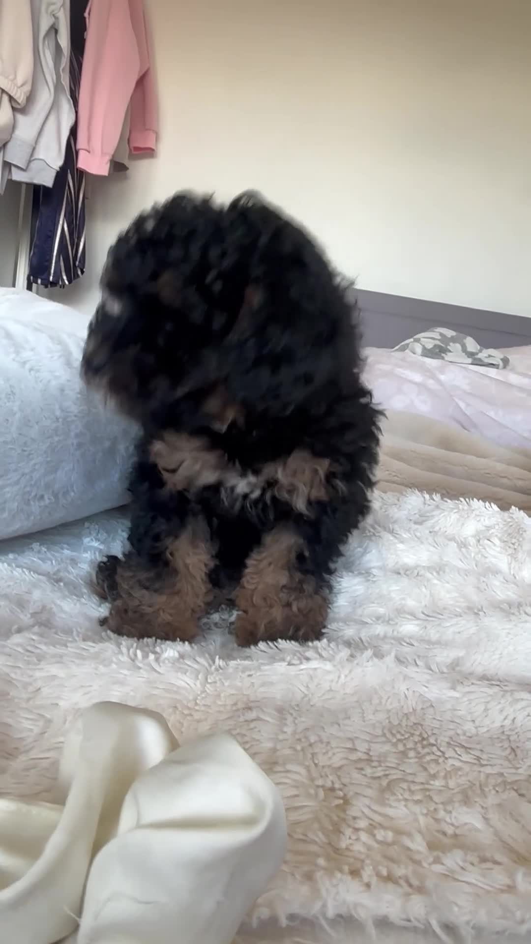 Toy Poodle dogs for sale: Toy poodle puppy female 💕 - Video 1